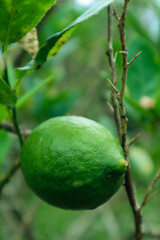green lime on forest. lime fruit. vitamin c