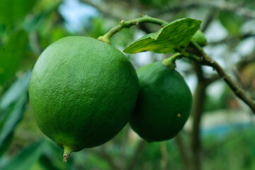 green lime on forest. lime fruit. vitamin c