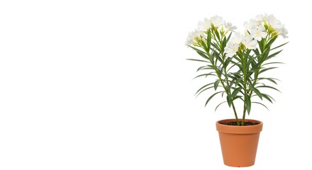 Fototapeta premium White Oleander in Pot - Floral Display, Isolated
