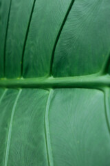 Close up of Taro Leaf Texture