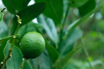 green lime on forest. lime fruit. vitamin c