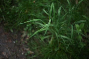 green grass in the morning