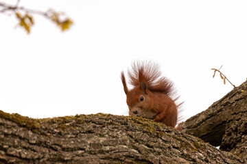 Red squirrel (Sciurus vulgaris) at the tree branch.
