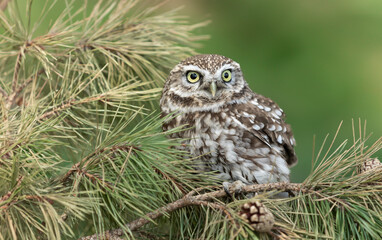 Little Owl in Springtime, perched on a fallen Scots Pine tree with pine cones,  facing front with large yellow eyes. Close up.  Scientific name: Athene noctua.  Horizontal  Copy Space