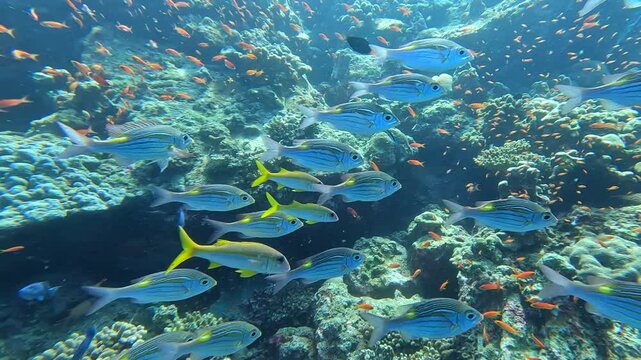 Scuba diving with a shoal of Striped large-eye bream in coral reef environment of Indian Ocean in Coral Triangle of Pulau Weh Indonesia