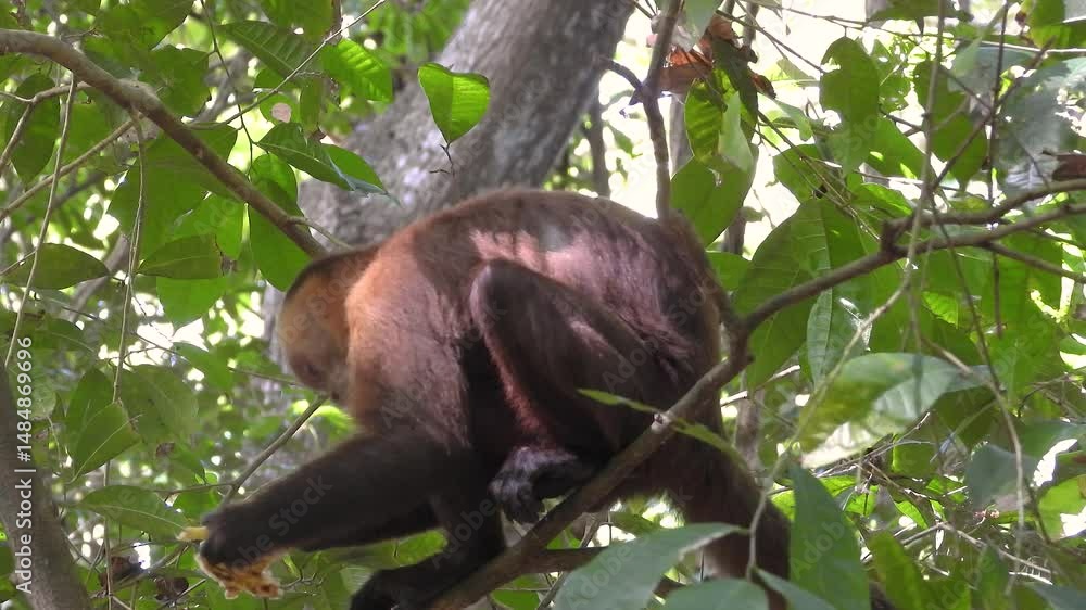 Poster a playful monkey enjoys a banana while lounging in a tree amidst the lush greenery of colombia's cof