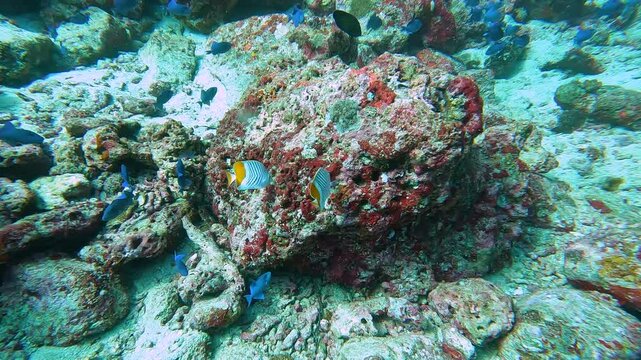 Threadfin butterflyfish and juvenile triggerfish with coral reef in Coral Triangle of Pulau Weh Indonesia