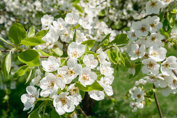 Pyrus communis Blüte