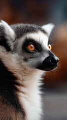 Fototapeta premium Striking portrait of a lemur catta captured in high definition showcasing its unique features and playful nature against a plain background
