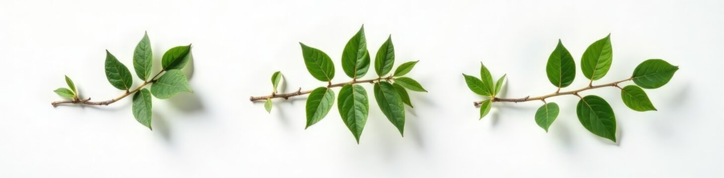 A row of three identical branches on a clean white surface with subtle shadow, parallelism, wood, nature
