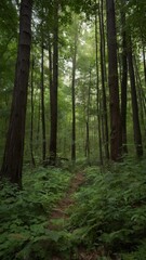 forest in the morning