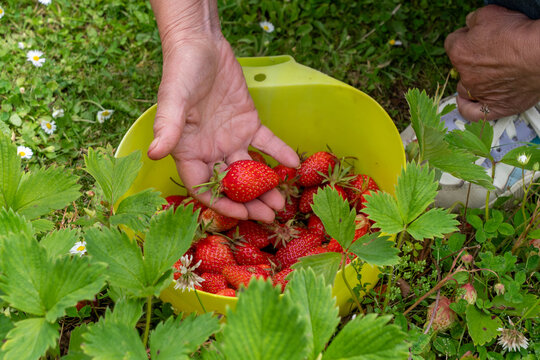 Person is picking strawberries from a green bush