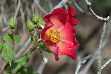 beautiful pink flower close up
