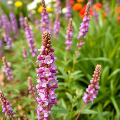 Fototapeta premium Erica spring flowers in garden, spring heather, spring background