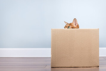 Bengal cat in a cardboard box.