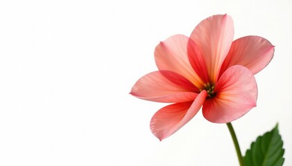 Flower petals isolated against a white background, plant, bloom
