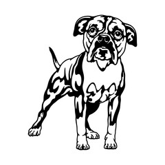 Fototapeta premium Staffordshire Bull Terrier Dog Breed - Pet Vector Cut file, Dog Silhouette Stencil - Cricut file