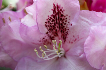 Obraz premium Botanical Garden Flower Symphony Macro Beauty of Nature