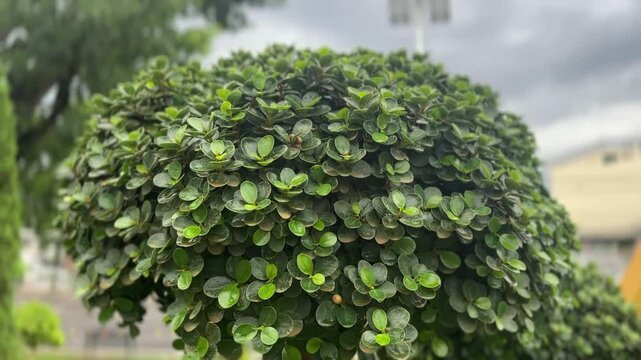 Close-up of cloud-shaped Ficus Annulata tree with dense leaves in landscaped garden

