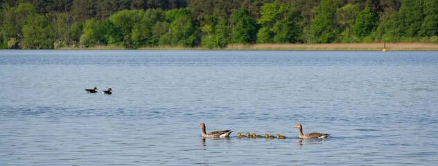 Graugänse © helmut Schmidt