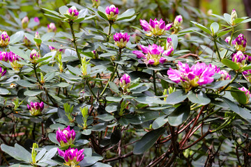 Botanical Garden Flower Symphony Macro Beauty of Nature