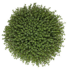 Top view of Thymus vulgaris faustini aka Thyme plant. Isolated on a white background.