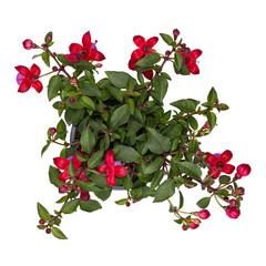 Top view og Bella Fuchsia Susanna plant. Isolated on a white background.