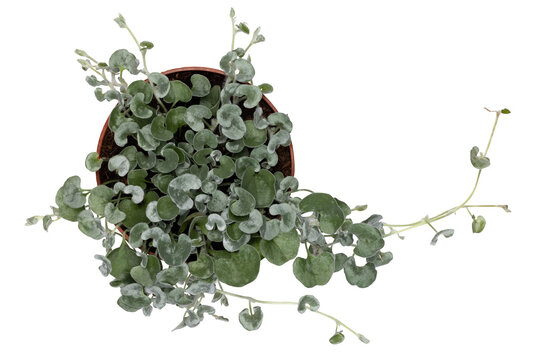 Top view of Dichondra argentea aka Silver Falls or Silver Ponyfoot plant. Isolated on a white background.