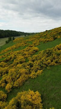 drone shot of blooming gorse
