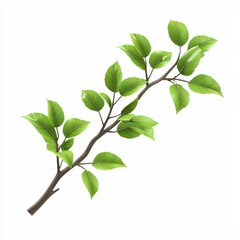Obraz premium Branch with green leaves, isolated on white background