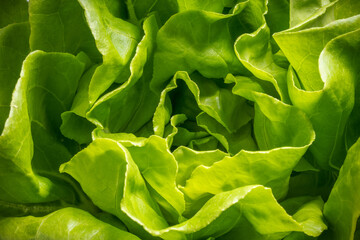 Close up shot of Fresh Butterhead Lettuce for background, Full frame close up of Butterhead Lettuce texture for background.