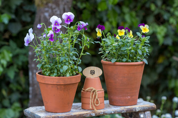 Garten-Arrangement mit lila Hornveilchen (Viola cornuta) in Terracotta-Töpfen