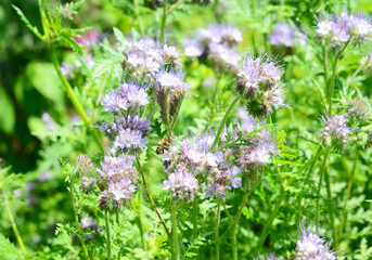 Phacelia - one of the best pollinator plants. Phacelia flower with honey bee in the bee friendly home garden