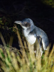 Little Blue Penguin - Korora