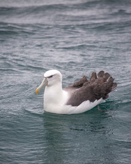 White capped albatross