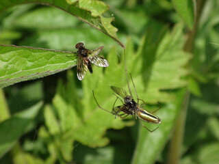 Black snipe fly (Chrysopilus cristatus), male sitting on a leaf and another one caught by a stretch spider (Tetragnatha sp.)