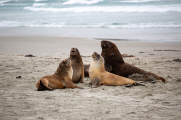 New Zealand sea lions