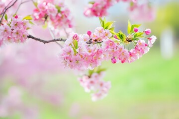 Fototapeta premium Close-up of delicate pink cherry blossoms on a branch. Perfect for spring-themed designs, cards, and websites. Ideal for commercial use in various media.