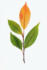 green leaf isolated on white