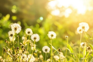 Naklejka premium Soft, sunny image of dandelions in a field. Perfect for spring/summer themes, nature projects, and wellness branding. Ideal for websites, blogs, and social media.