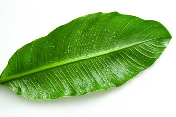 green leaf isolated on white