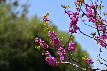 日光に照らされた桃の花