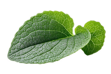 Obraz premium Fresh mint leaves, green herbal foliage close-up, aromatic spearmint plant ingredient for cooking, tea, skincare PNG isolated on Transparent Background