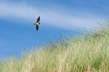 L'hirondelle © antoine