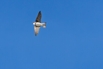 L'hirondelle © antoine