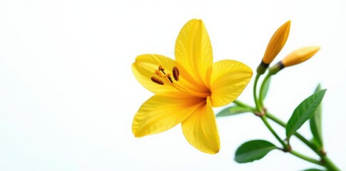 Single isolated botanical specimen on white background, natural, nature