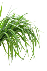 Fototapeta premium Bunch of green grass.