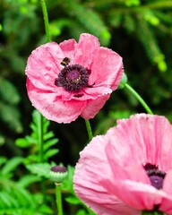A close-up of a vibrant pink poppy flower with a bumblebee, a beautiful nature scene.
