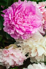 Captivating display of vibrant pink and white peonies in full bloom, showcasing delicate petals. © Andrii_Abriutin