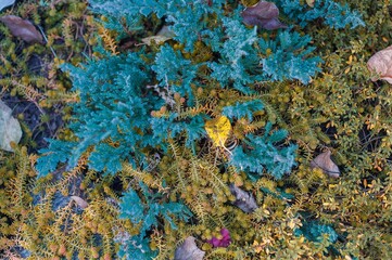Close-up shot of colorful plants with varied textures and green, yellow and blue hues.